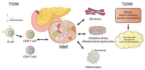 beta cells and diabetes|Atf4 Protects Islet β.